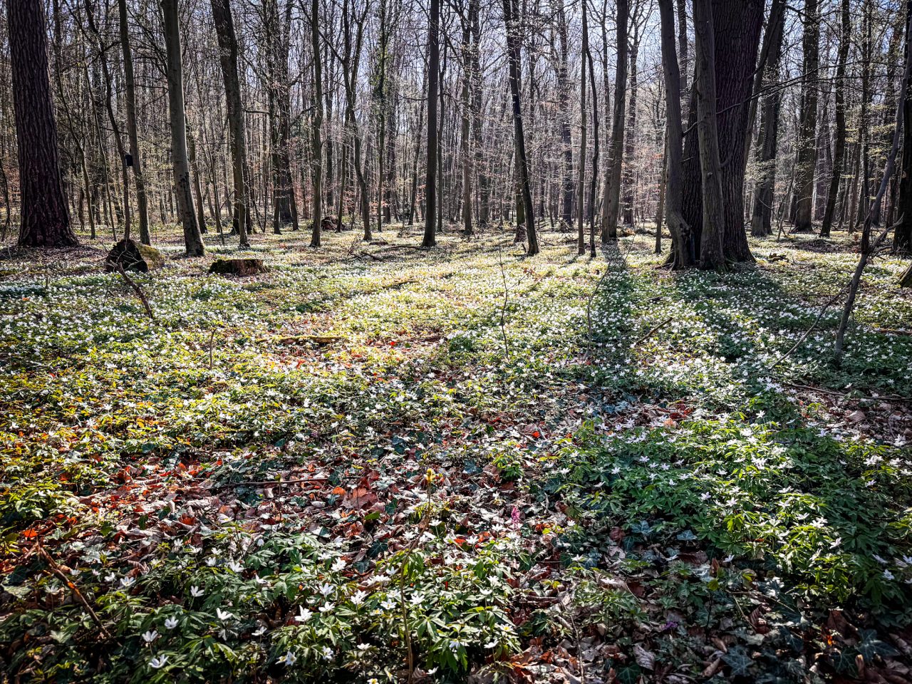 Darmstadt, Hessen