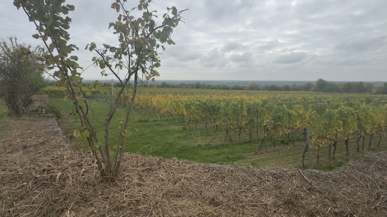 Ruppertsberg, Bad Dürkheim